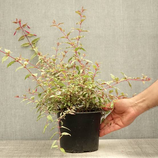 Fuchsia magellanica Tricolorii Pot de 2L/3L - Image 2
