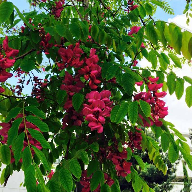 Robinia pseudoacacia Casque Rouge - Robinier faux acacia  Pot de 4L/5L