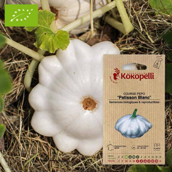 Courge Pepo Patisson Blanc- Graines bio à semer - Image 1