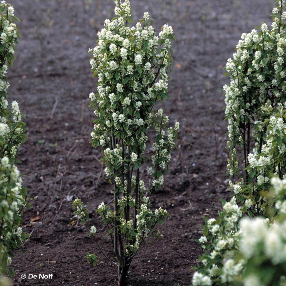 Promesse de Fleurs - Amelanchier alnifolia Obelisk Pot de 3L/4L