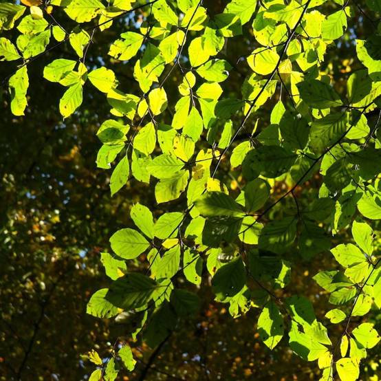 Hêtre commun, Fagus - Pot de 7,5L - 60/80 cm - Image 4