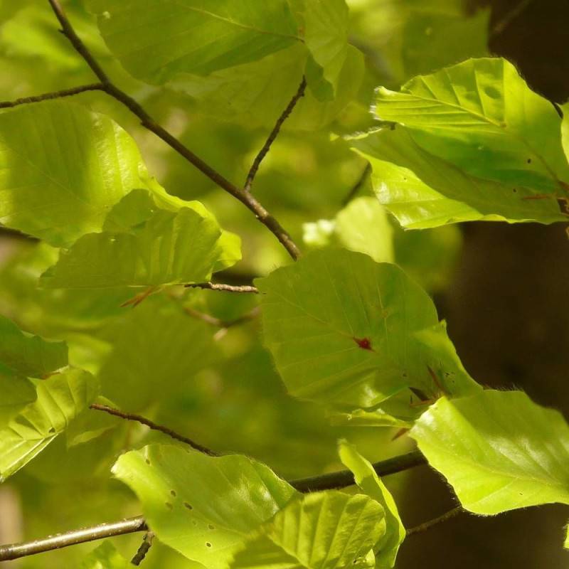 Hêtre commun, Fagus - Pot de 7,5L - 60/80 cm - Image 2