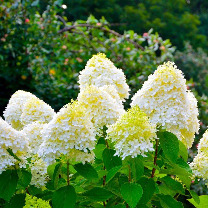 Hortensia Paniculé 'Bobo' (Hydrangea Paniculata) - Godet - Taille 13/25cm - Pépinières Naudet - Imagen 1