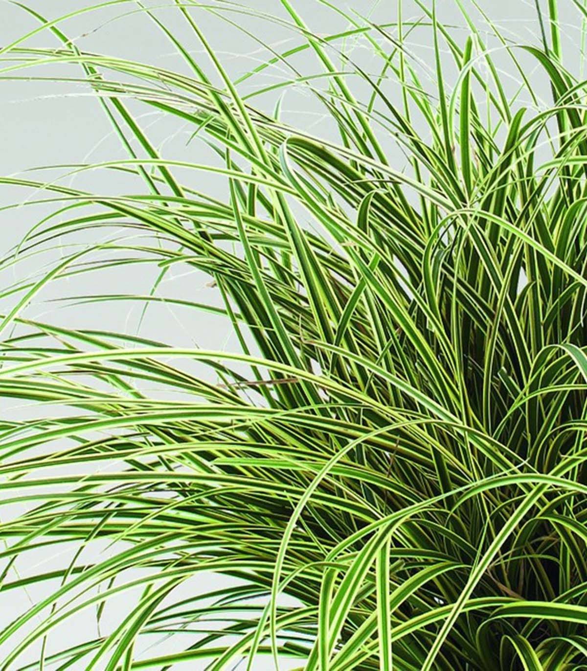 Carex brunnea Jenneke - Laîche Godet de 8/9 cm