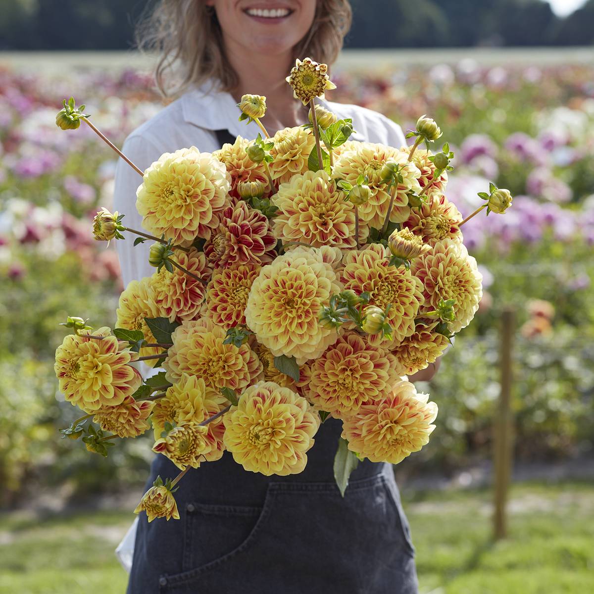 Dahlia décoratif Cape Town Bulbe calibre I