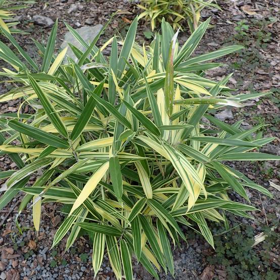 Sasaella masamuneana Albostriata - Bambou nain Pot de 2L/3L - Image 1