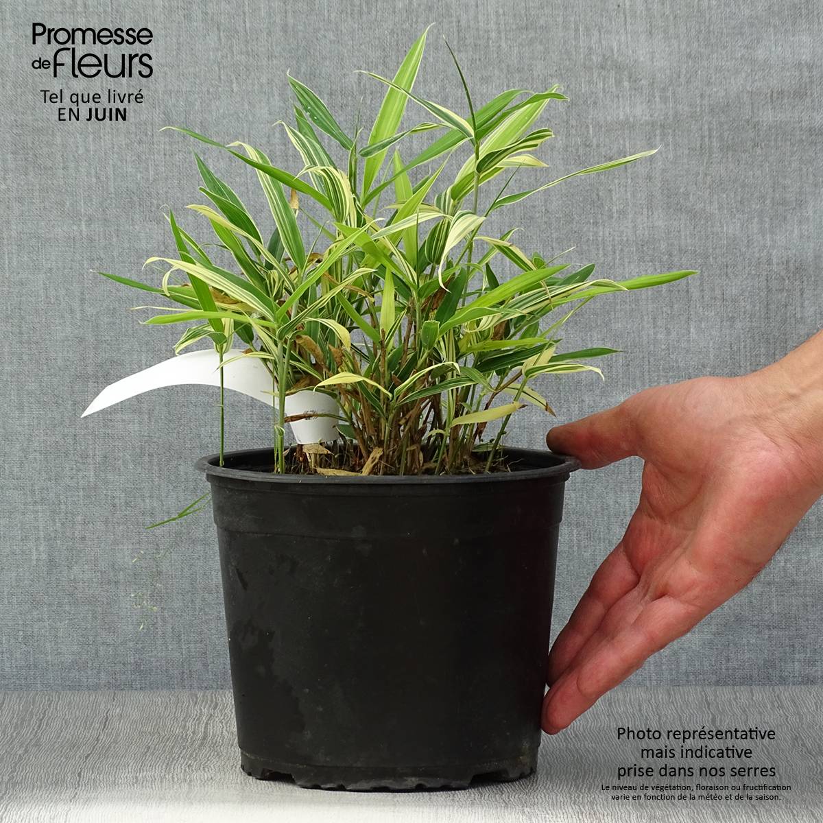 Sasaella masamuneana Albostriata - Bambou nain Pot de 2L/3L - Image 2