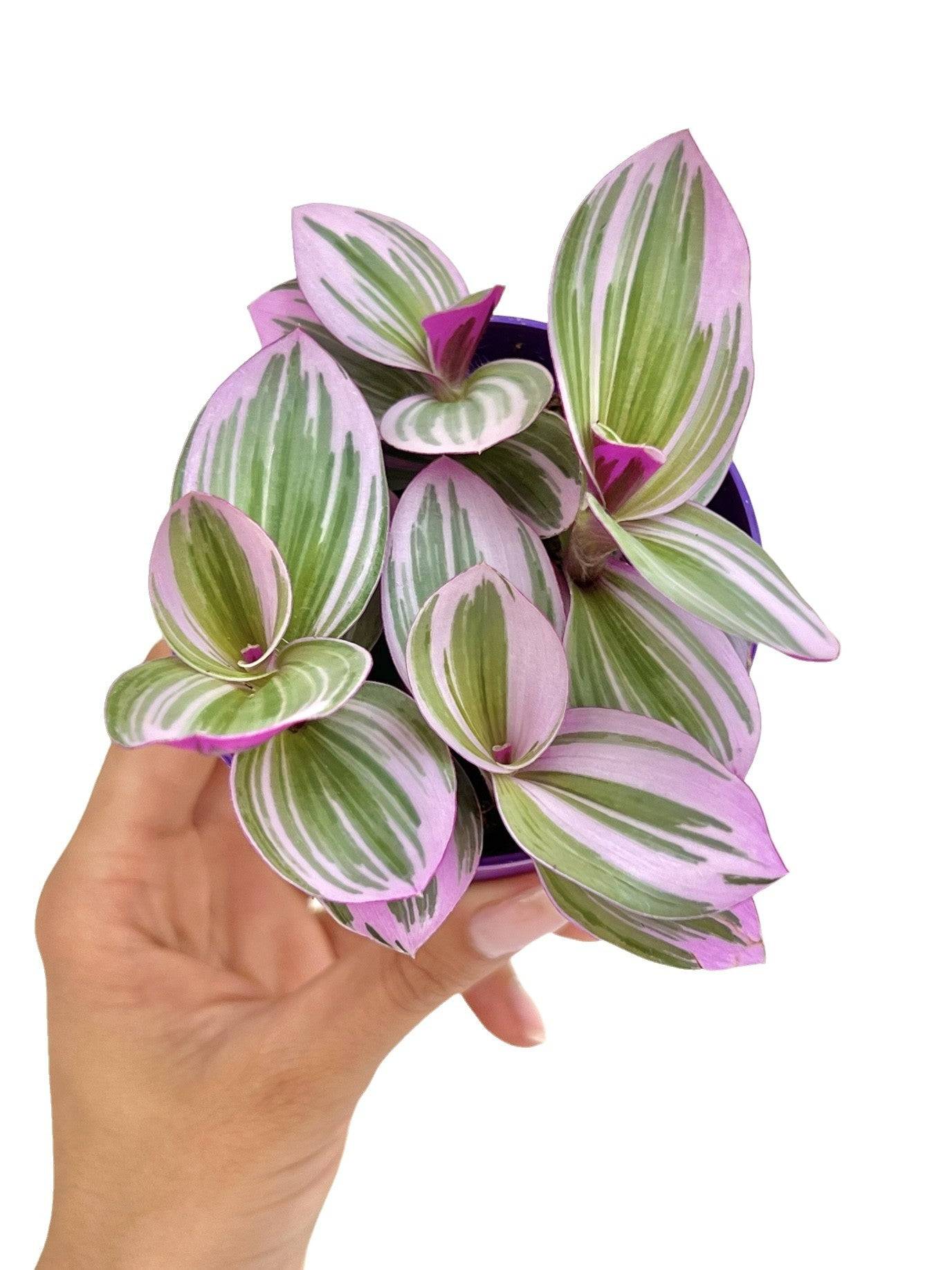 Tradescantia Nanouk - Pot de 8cm - Plantes d'intérieur