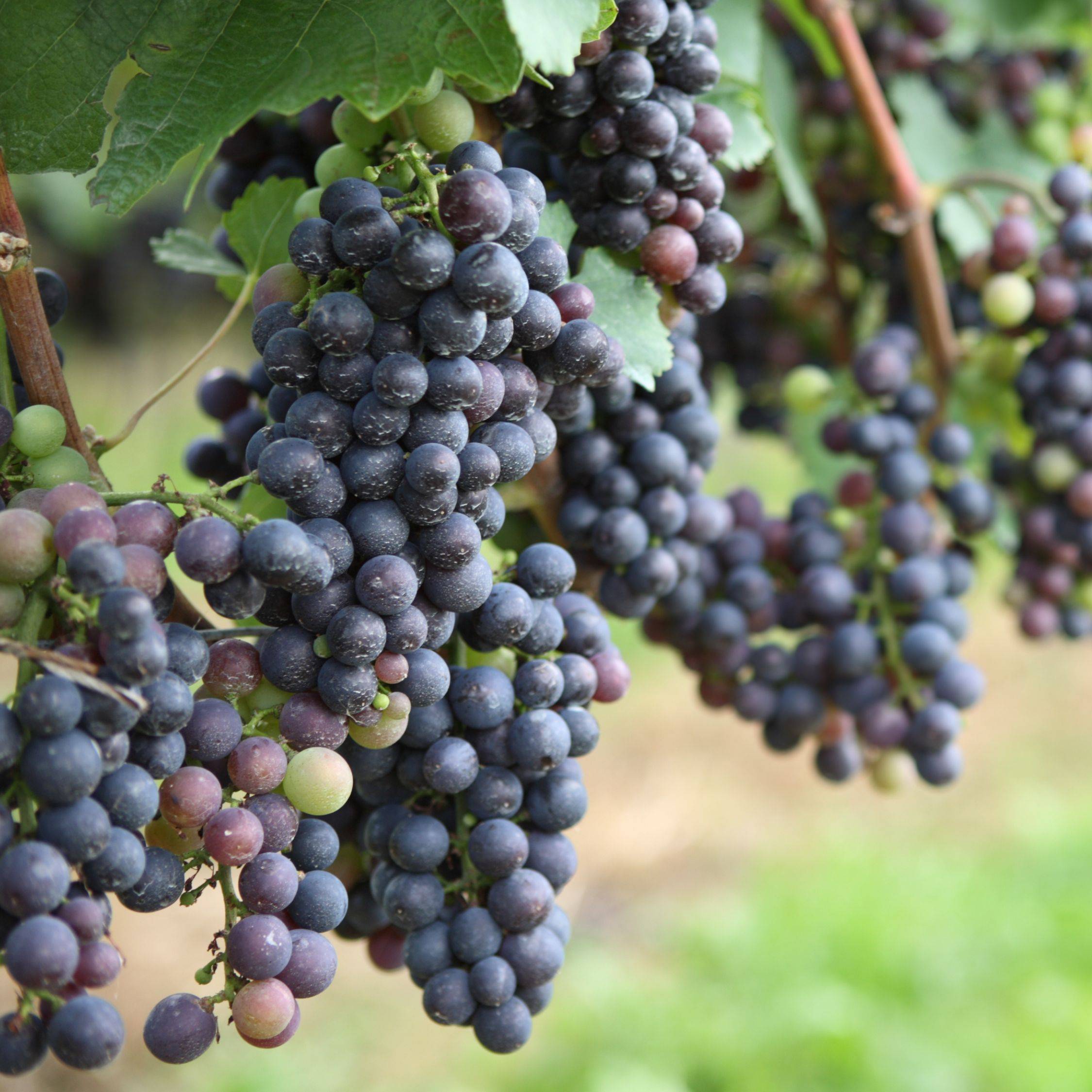 Vigne à raisin - Set de 6 - Vitis vinifera - Hauteur 25-40cm - ⌀9cm - Image 3