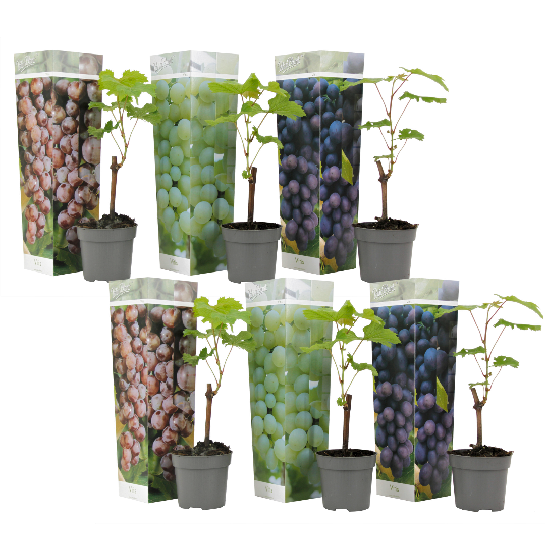 Vigne à raisin - Set de 6 - Vitis vinifera - Hauteur 25-40cm - ⌀9cm - Image 1