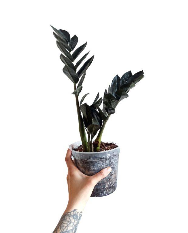 Zamioculcas Zamiifolia Raven D. 15cm H. 65cm - Plante d'intérieur - IndoorPoppies