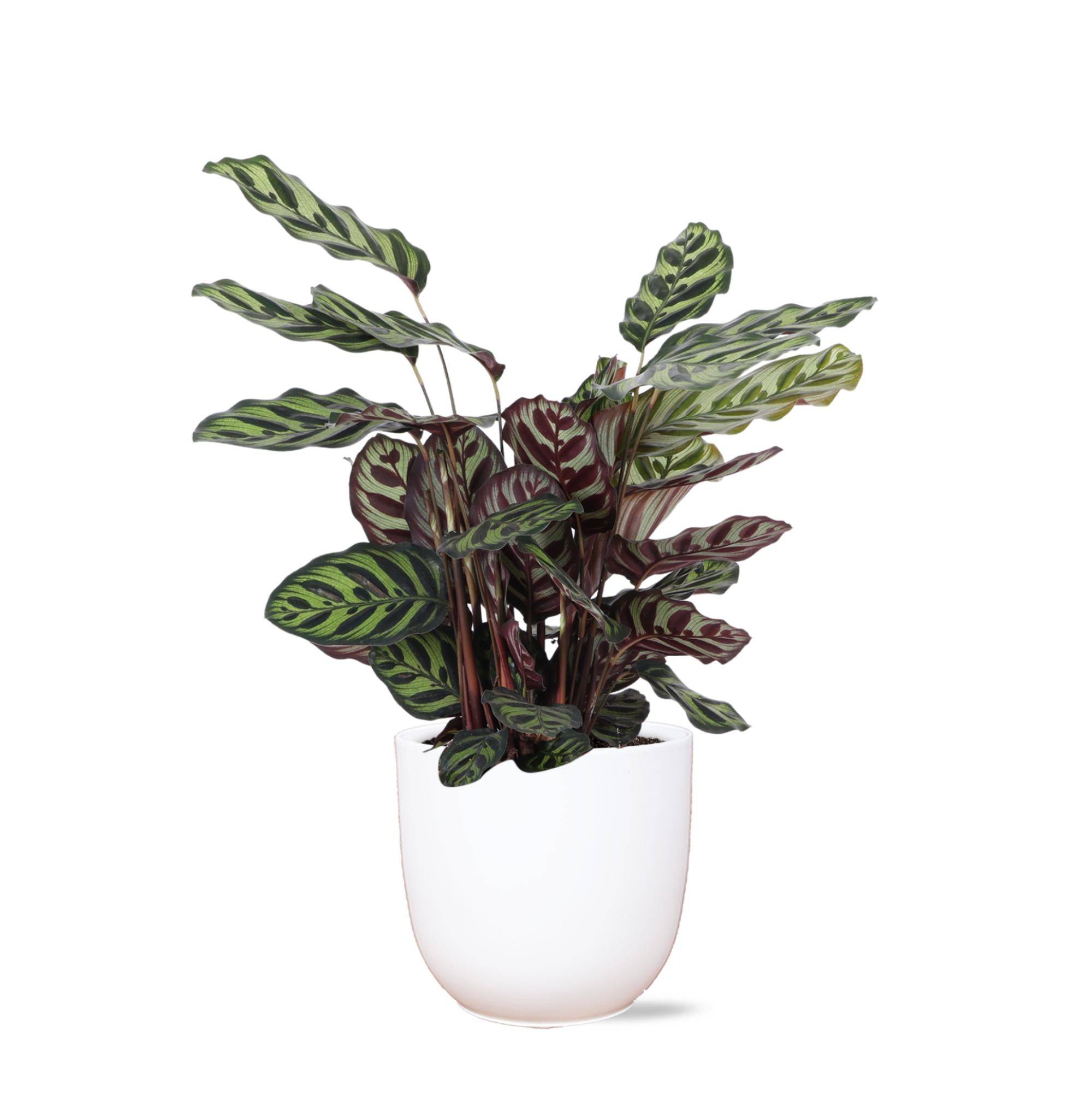 Calathea Makoyana et son pot- La Green Touch Blanc - Hauteur 70cm