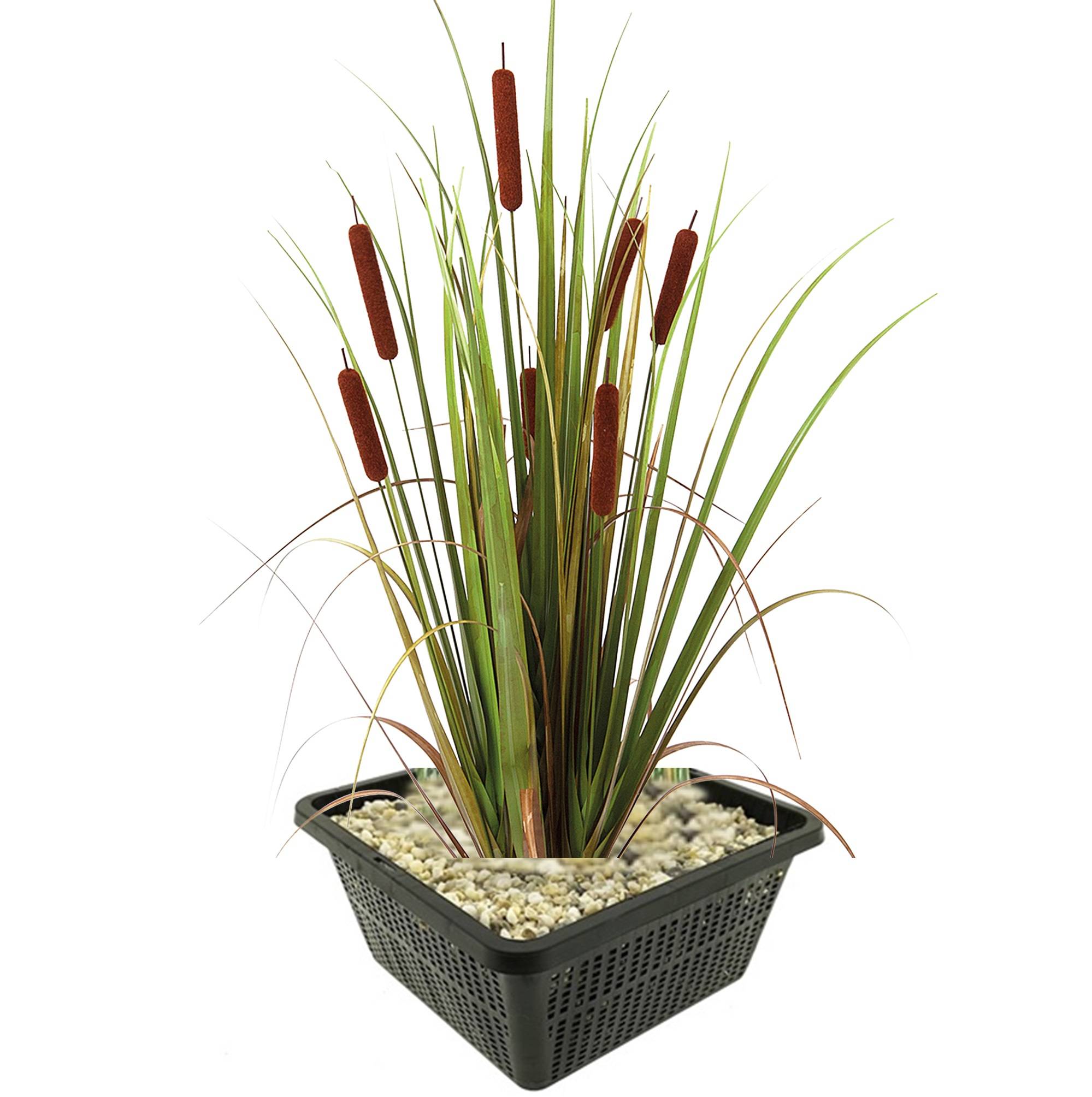 0 - Massette Plante Berge Bassin - Rustique - Indigène - 9 Pièces