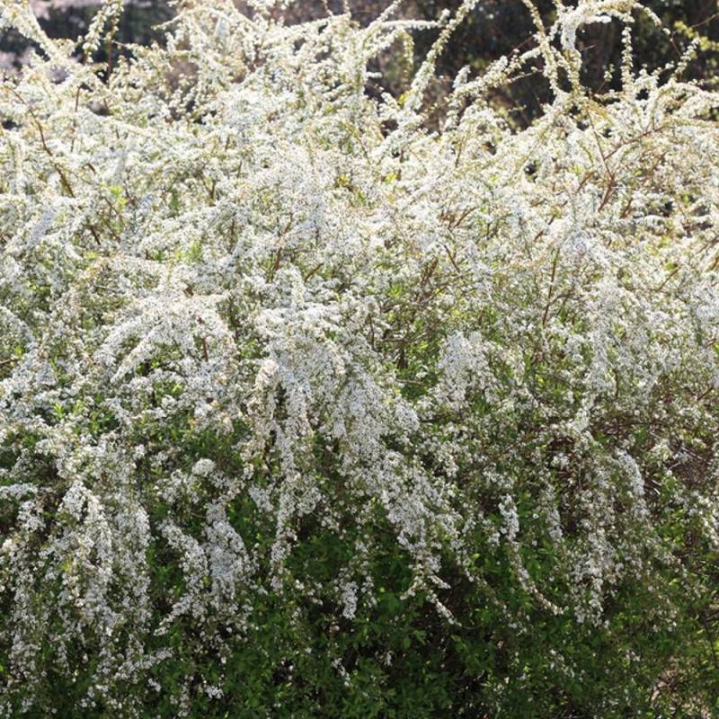 Spirée de Thunberg, Spiraea à fleurs Blanche - feuillage Caduc - Pot de 7,5L - 40/60 cm-  hauteur à maturité De 1,00 m à 1,50 m - Imagen 2