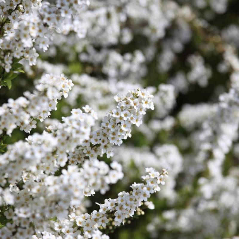 Spirée de Thunberg, Spiraea à fleurs Blanche - feuillage Caduc - Pot de 7,5L - 40/60 cm-  hauteur à maturité De 1,00 m à 1,50 m - Imagen 4