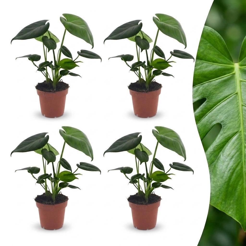 Monstera Deliciosa - Pot de 12cm - 4 plantes - Sans cache-pot - Plantes d'intérieur - Image 1