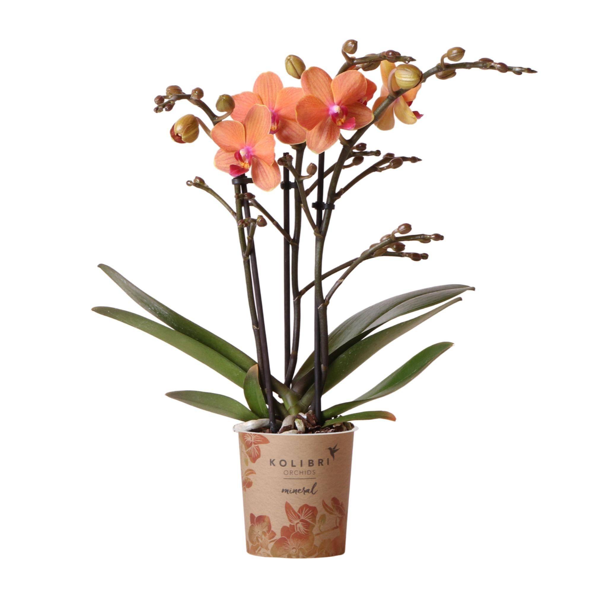 La Green Touch - Phalaenopsis Cm - D9