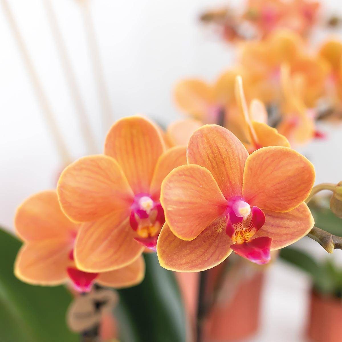 La Green Touch - Phalaenopsis Cm - D9 - Image 5