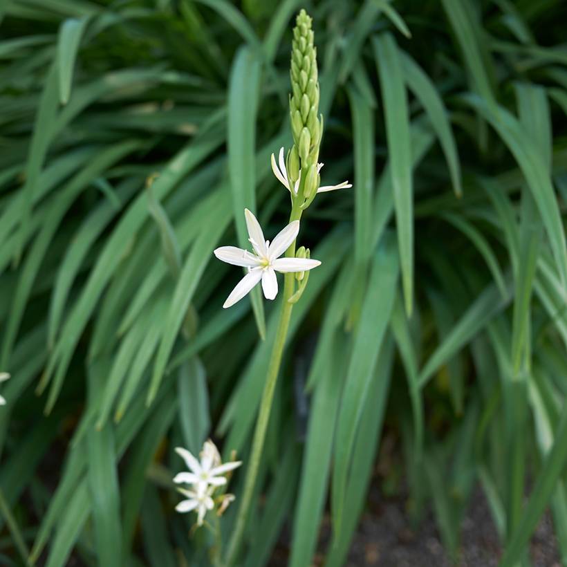 Camassia leichtlinii Silk River Pot de 2L/3L