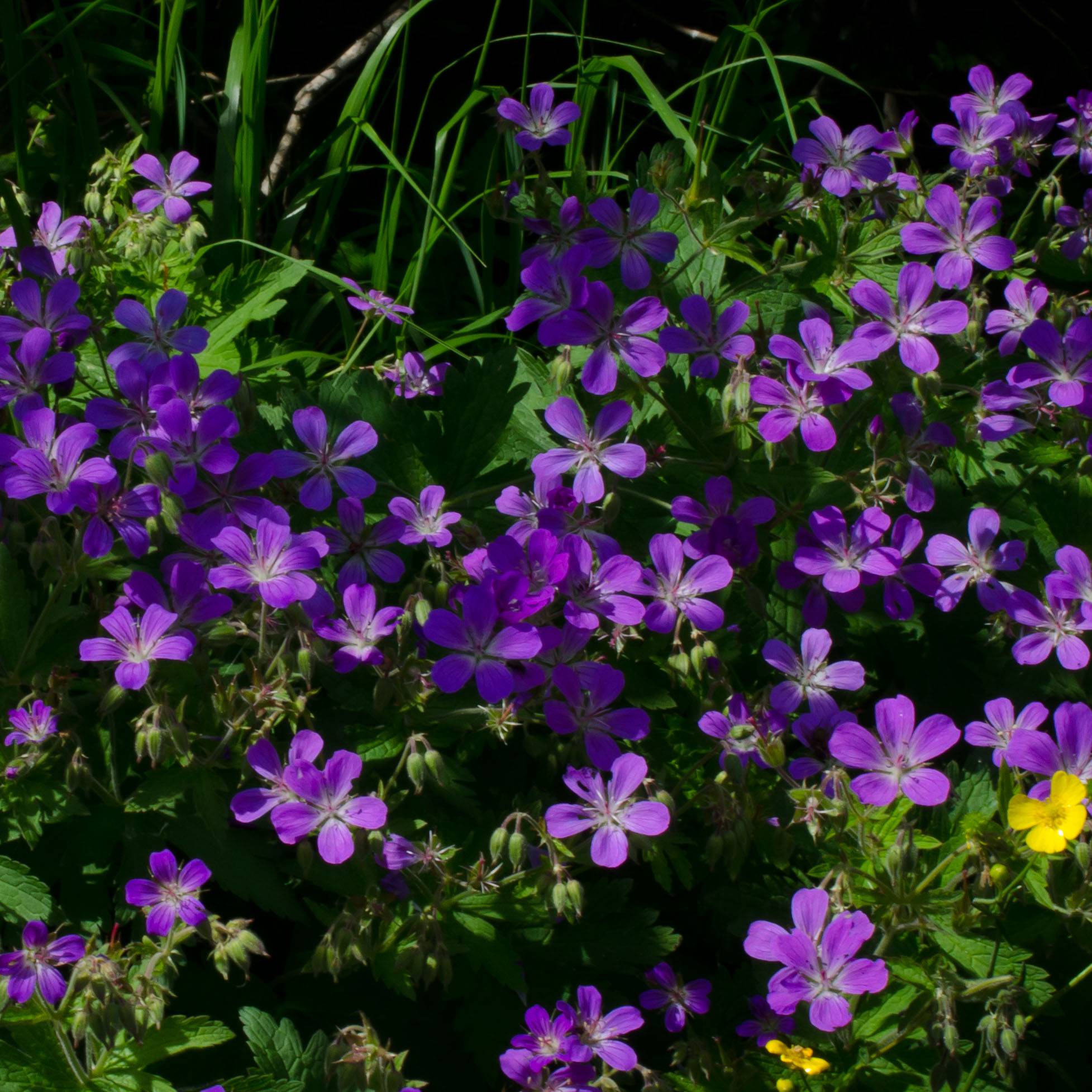 Promesse de Fleurs - Géranium vivace sylvaticum Bridget Lion Godet de 8/9 cm