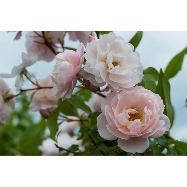 Fertiligène - Engrais rosiers arbustes 750 ml - FERTILIGENE - FELROS750 - Image 3
