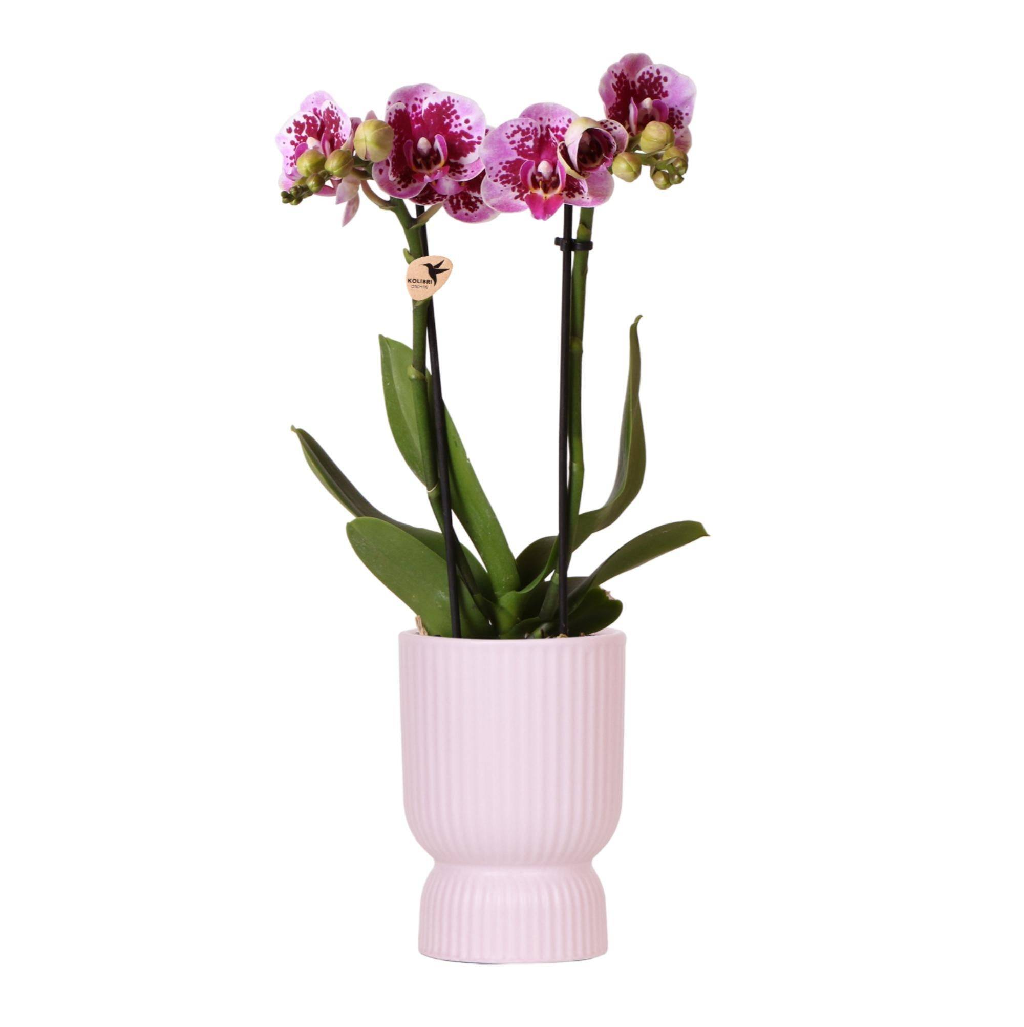 La Green Touch - Orchidée El Salvador rose et son pot- La Green Touch Diabolo - Hauteur 35cm - Imagen 1