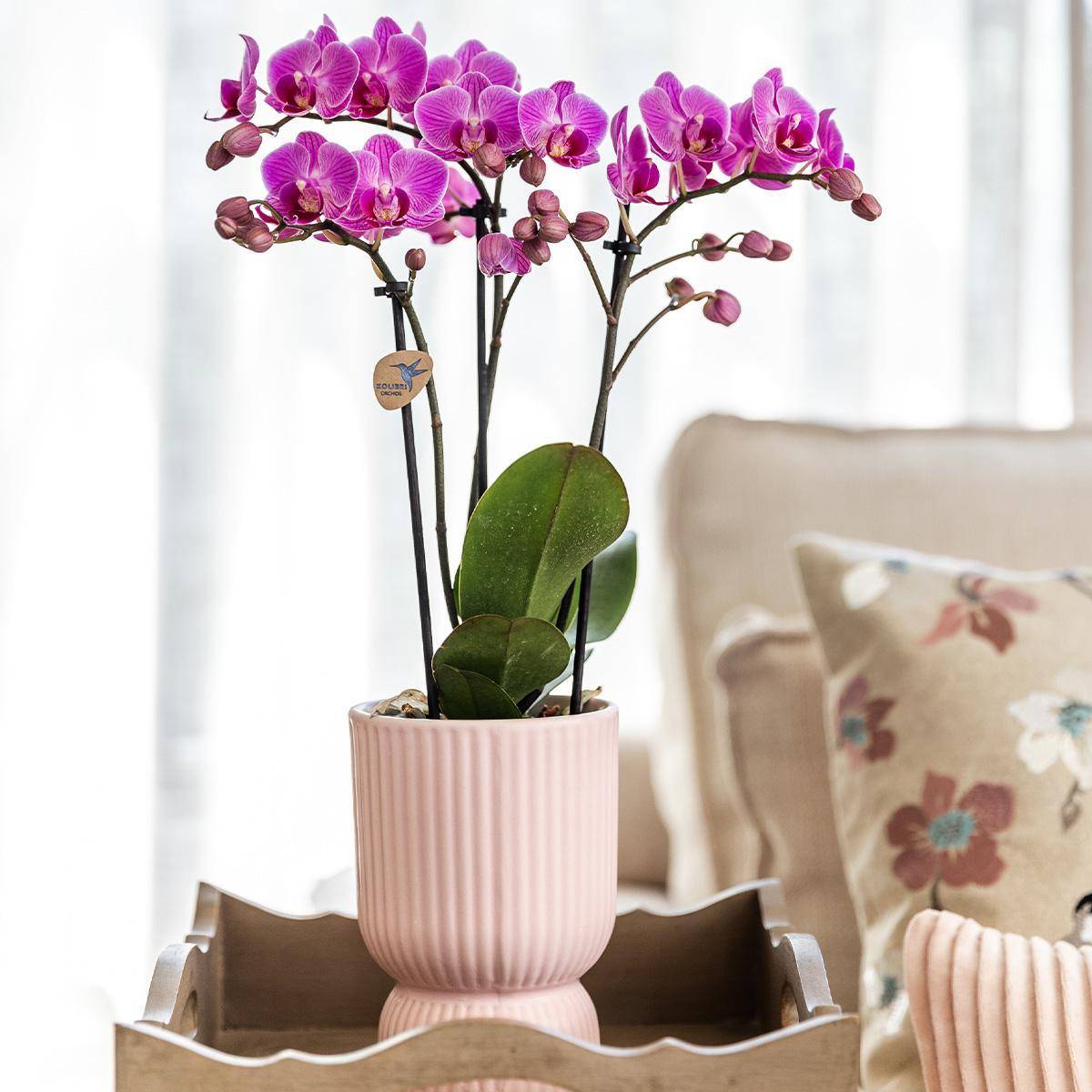 La Green Touch - Orchidée El Salvador rose et son pot- La Green Touch Diabolo - Hauteur 35cm - Imagen 3
