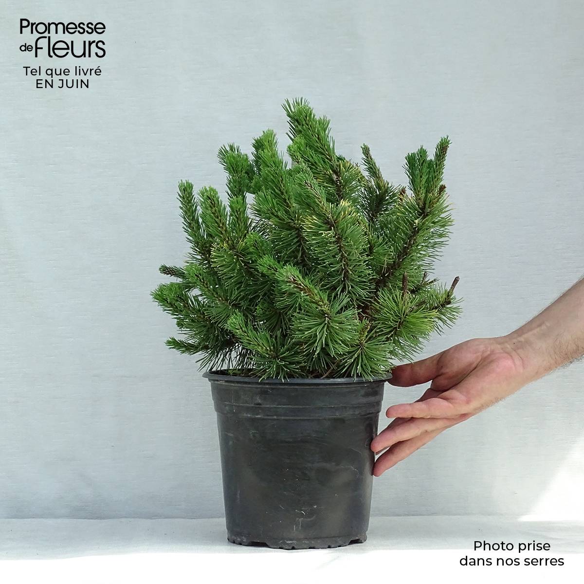 Pinus mugo Winter Gold - Pin de montagne nain doré Pot de 2L/3L - Image 2