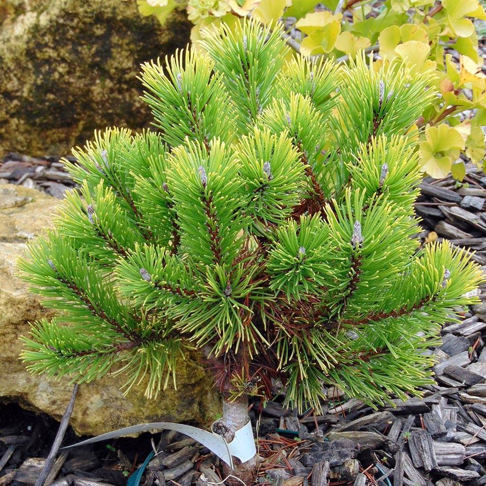 Pinus mugo Winter Gold - Pin de montagne nain doré Pot de 2L/3L - Image 1