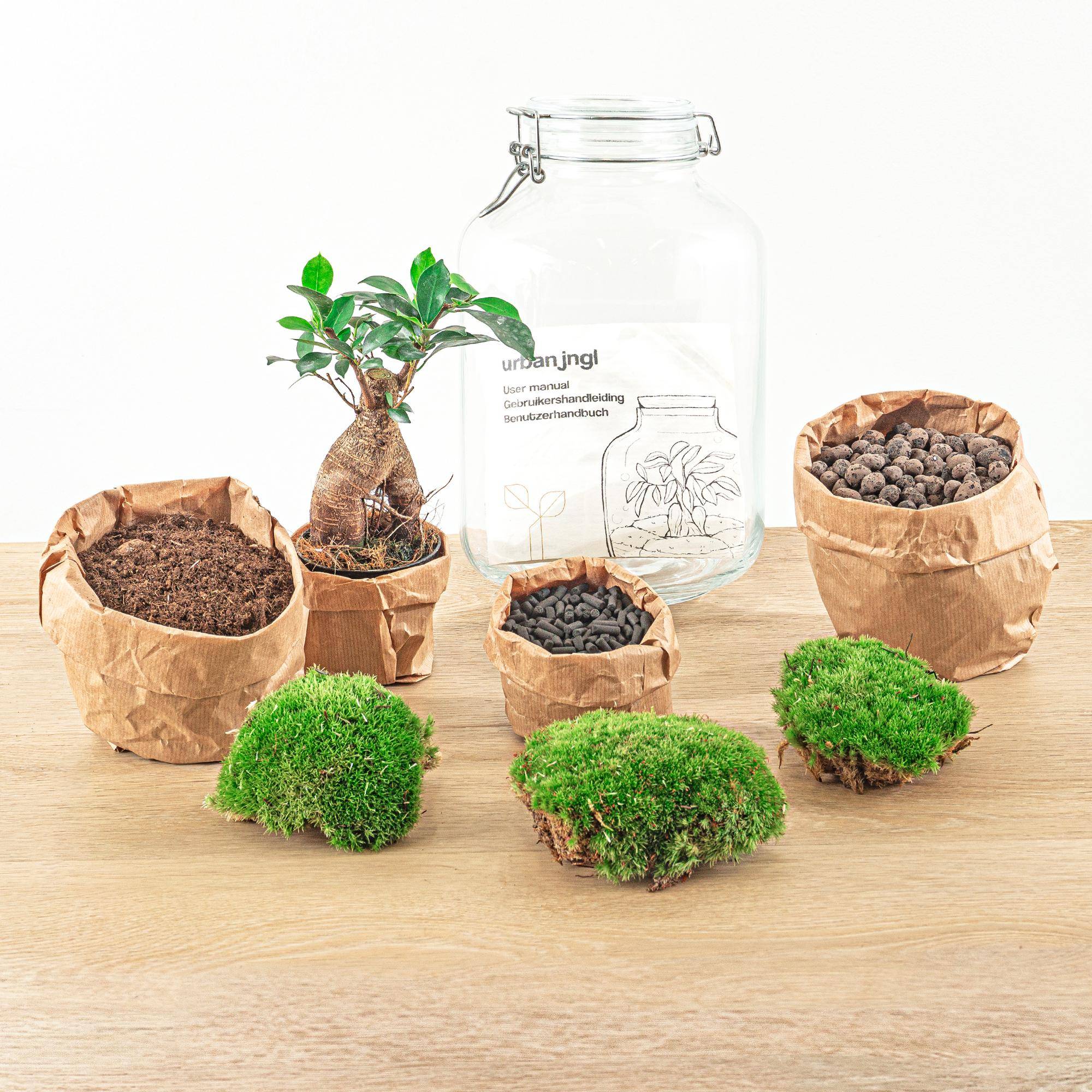 Terrarium à composer bouteille en verre recyclé - Ø18-H28cm - sans outils - Ficus Ginseng - Terrarium DIY - Image 3