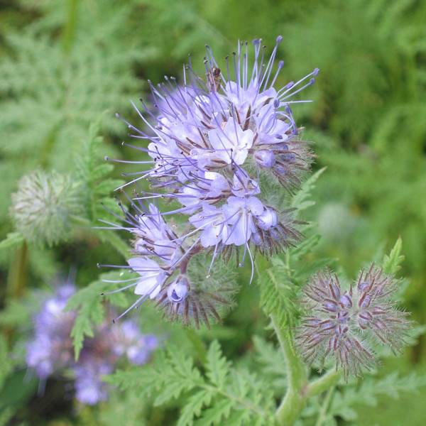 Phacélie tanacetifolia - Engrais vert pour 250 m?