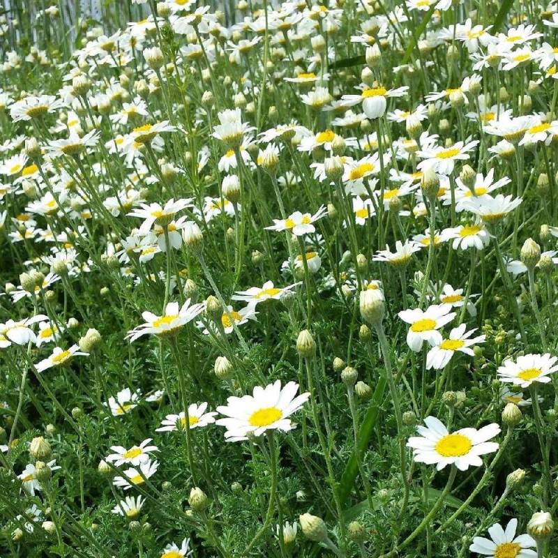 Camomille des monts à fleurs Blanche - feuillage Caduc - Godet - 5/20 cm-  hauteur à maturité De 0,15 m à 0,50 m - Imagen 5