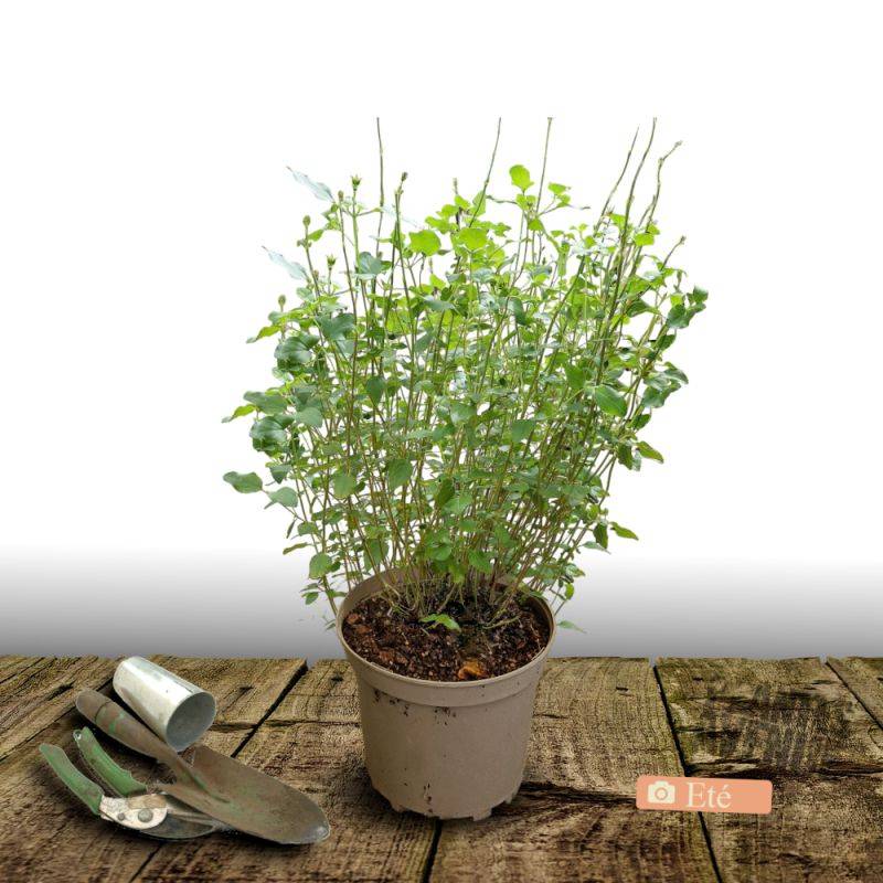 Sauge Shell Dancer® à fleurs Rose/ - feuillage Caduc - Pot de 7,5L - 40/60 cm - Imagen 3