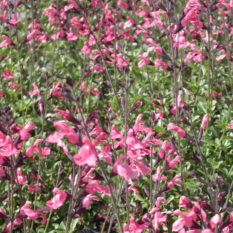 Sauge Shell Dancer® à fleurs Rose/ - feuillage Caduc - Pot de 7,5L - 40/60 cm - Imagen 1