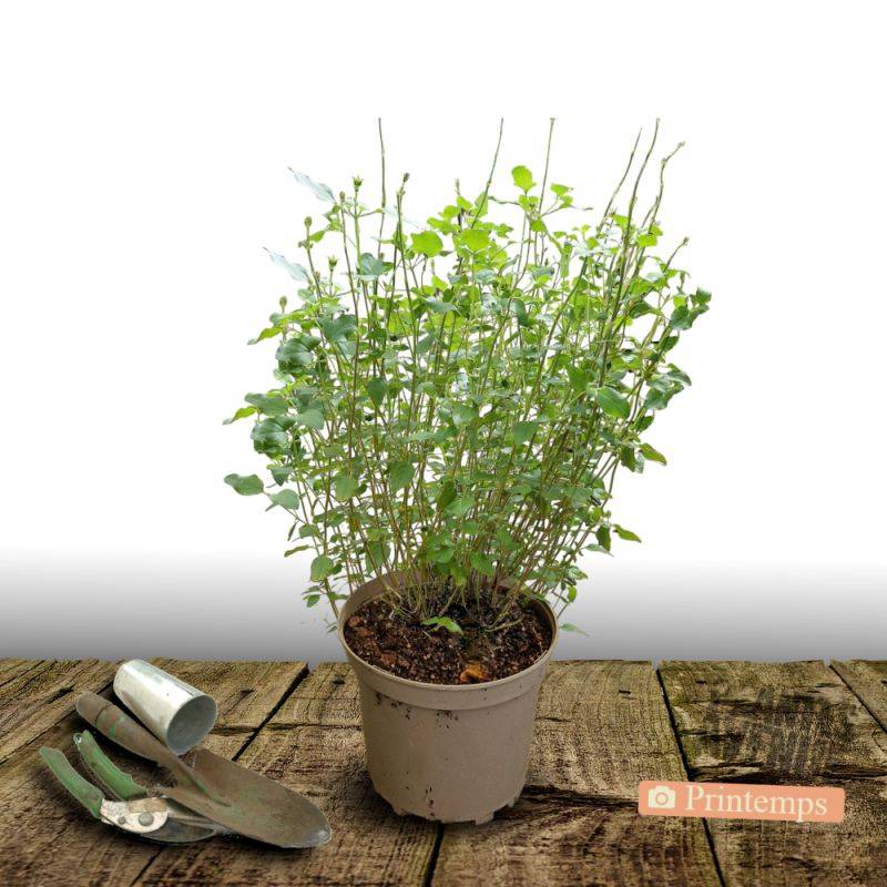 Sauge Shell Dancer® à fleurs Rose/ - feuillage Caduc - Pot de 7,5L - 40/60 cm - Imagen 4