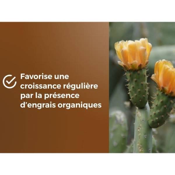 Or Brun - Substrat Cactus Et Plantes Grasse Uab 6 L / Nc - Or Brun - Image 6