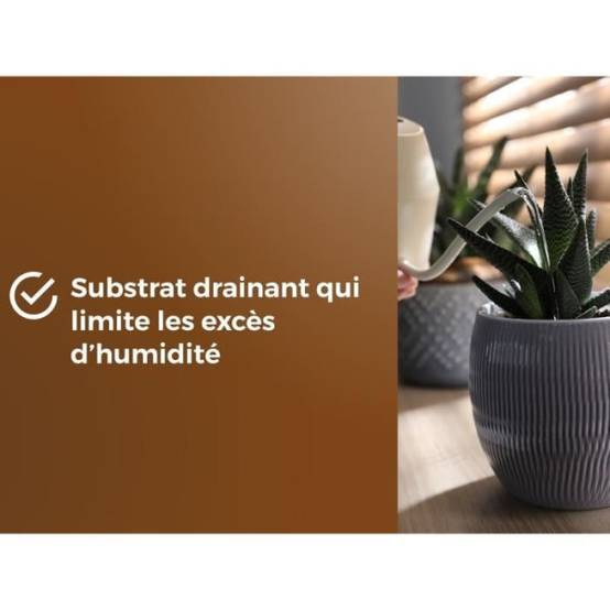 Or Brun - Substrat Cactus Et Plantes Grasse Uab 6 L / Nc - Or Brun - Image 5