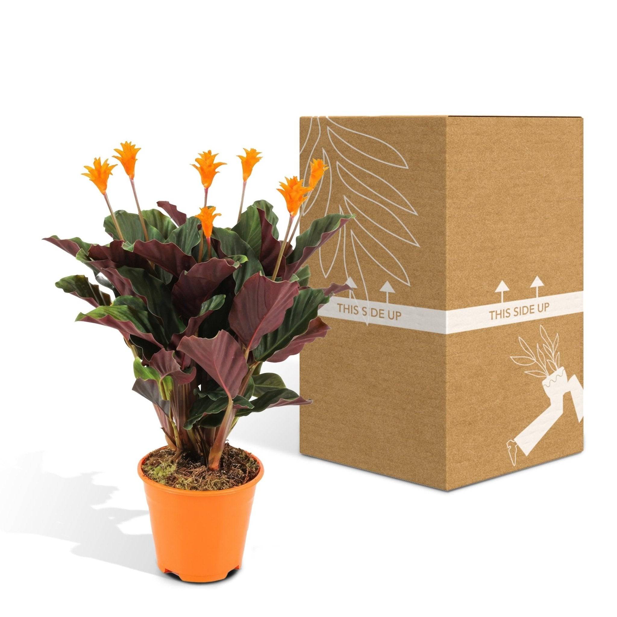 La Green Touch - Calathea Crocata 40cm - Plante d'intérieur- La Green Touch - Imagen 6