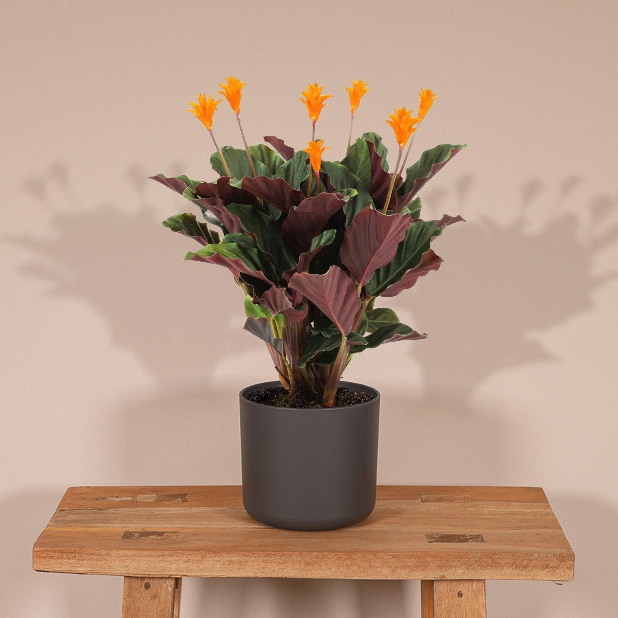 La Green Touch - Calathea Crocata 40cm - Plante d'intérieur- La Green Touch - Imagen 4