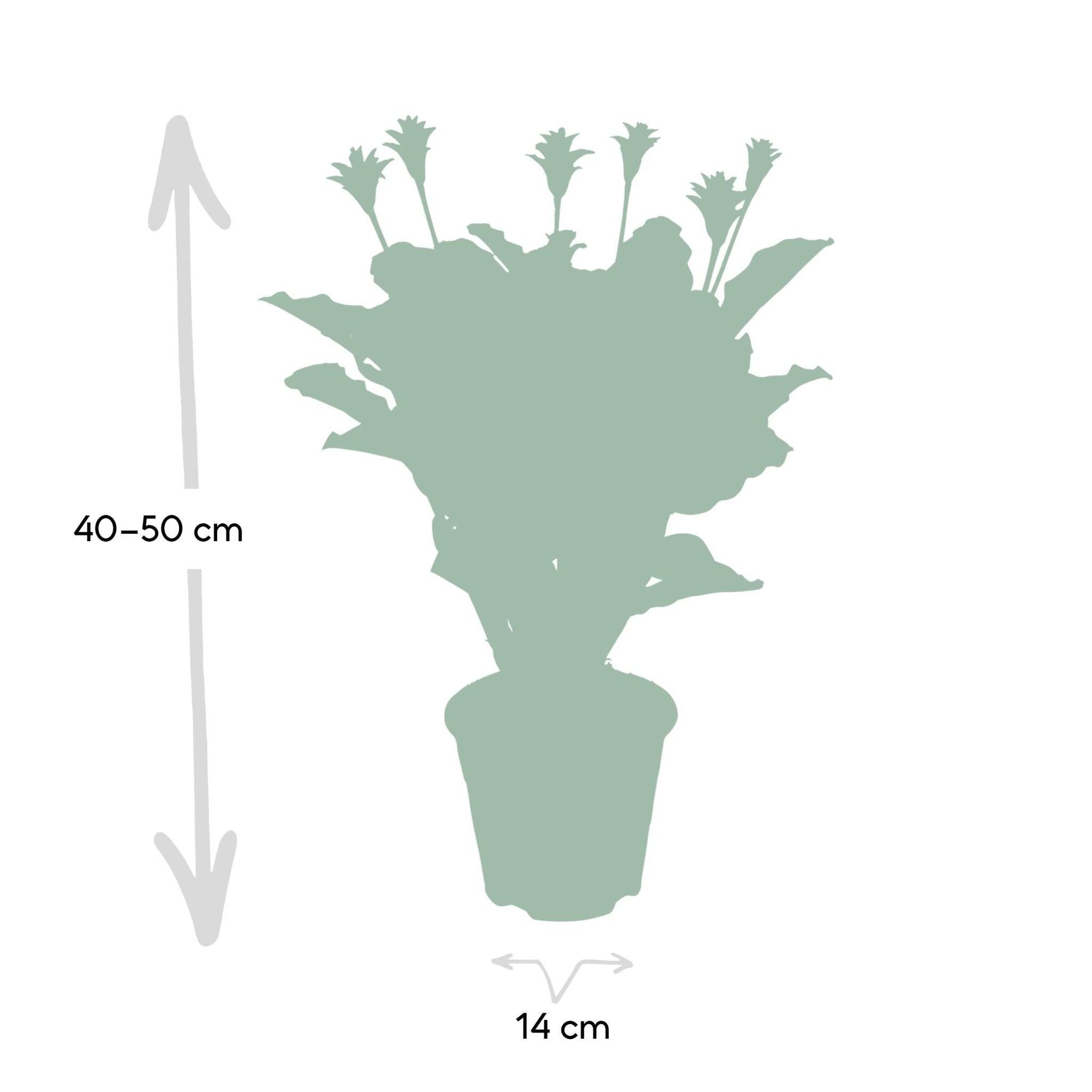 La Green Touch - Calathea Crocata 40cm - Plante d'intérieur- La Green Touch - Imagen 5