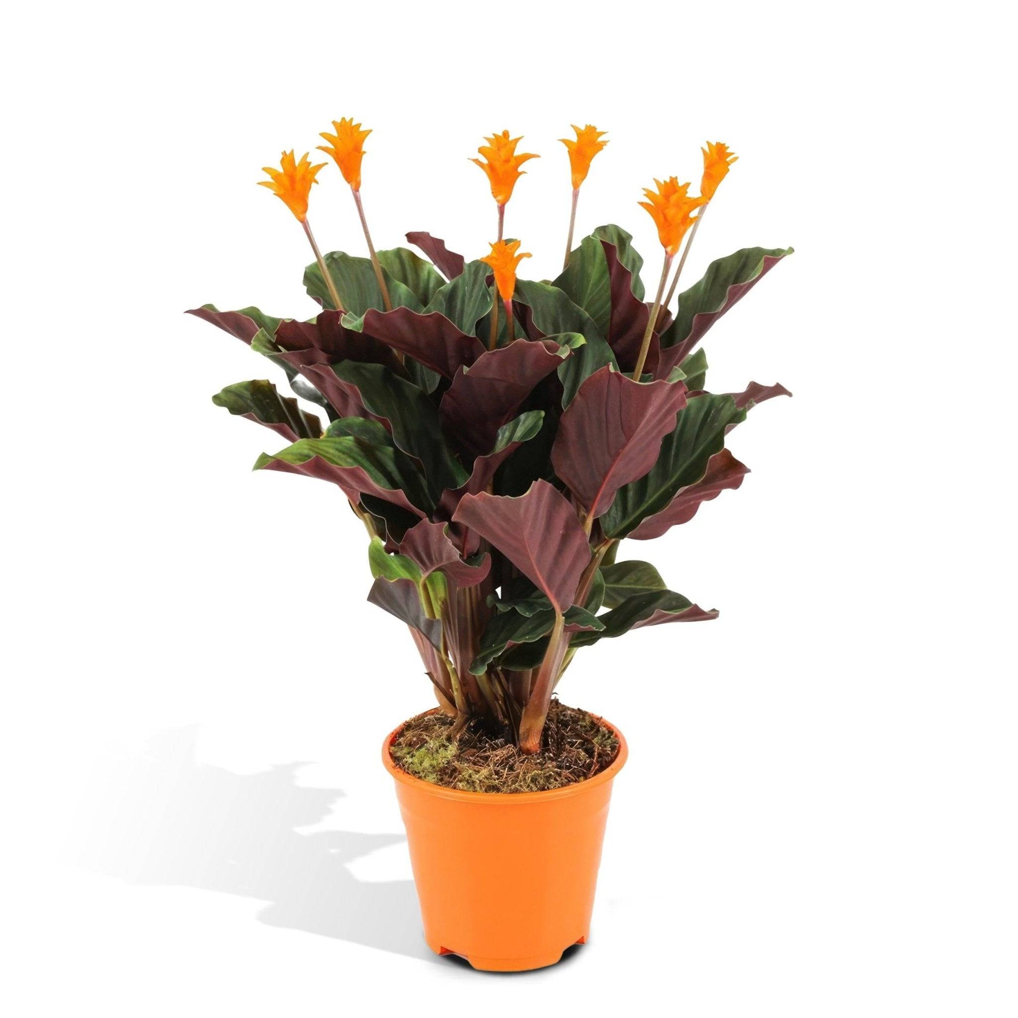 La Green Touch - Calathea Crocata 40cm - Plante d'intérieur- La Green Touch - Imagen 1