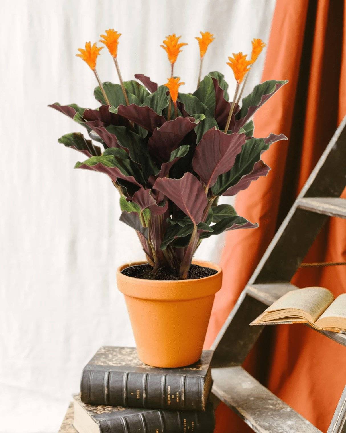 La Green Touch - Calathea Crocata 40cm - Plante d'intérieur- La Green Touch - Imagen 2