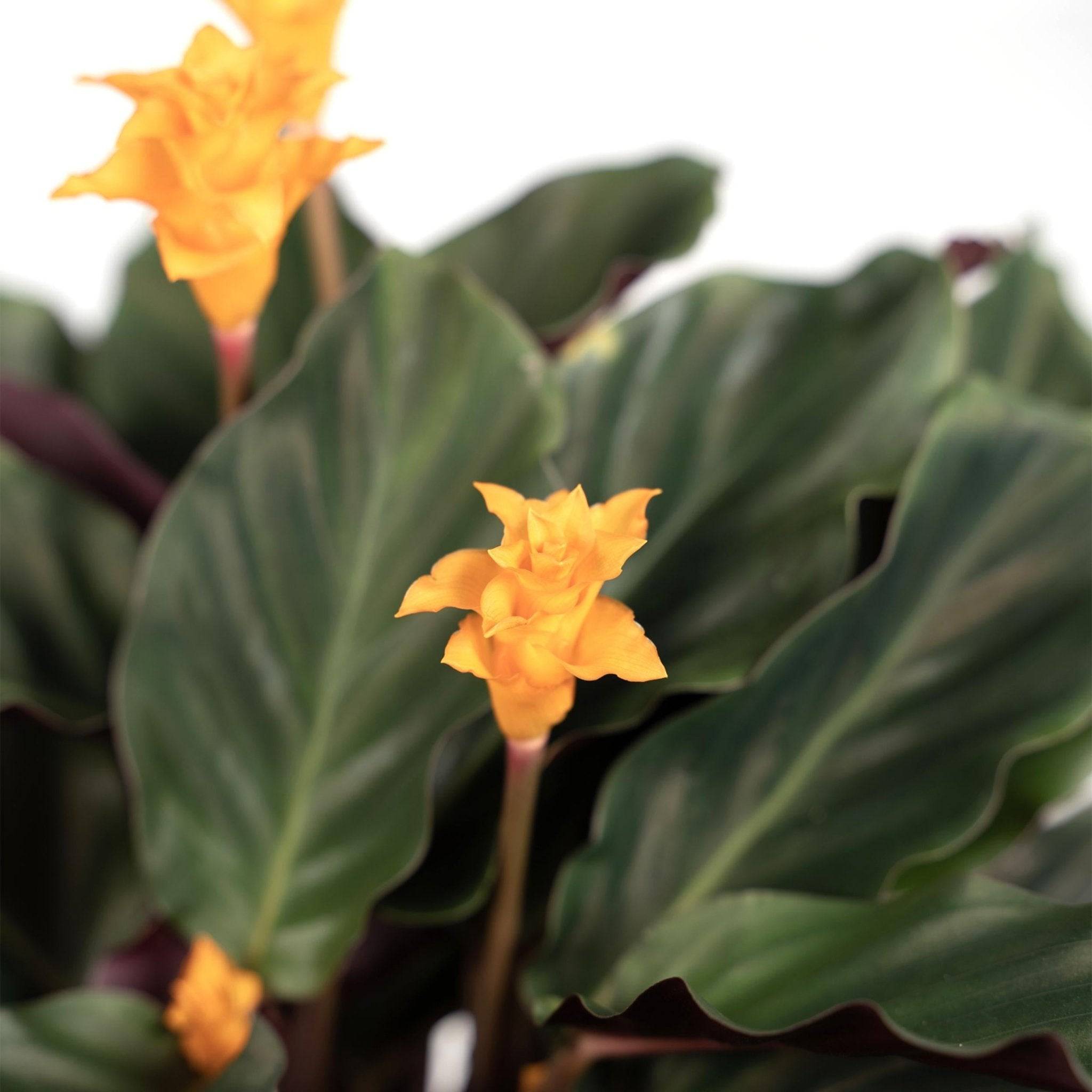 La Green Touch - Calathea Crocata 40cm - Plante d'intérieur- La Green Touch - Imagen 3