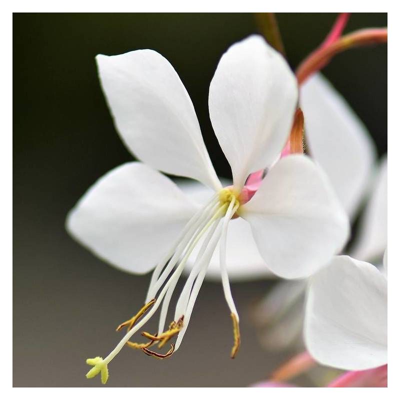 Gaura Whirling Butterflies à fleurs Blanche/ - feuillage Caduc - Pot de 3L - 20/40 cm - Imagen 1