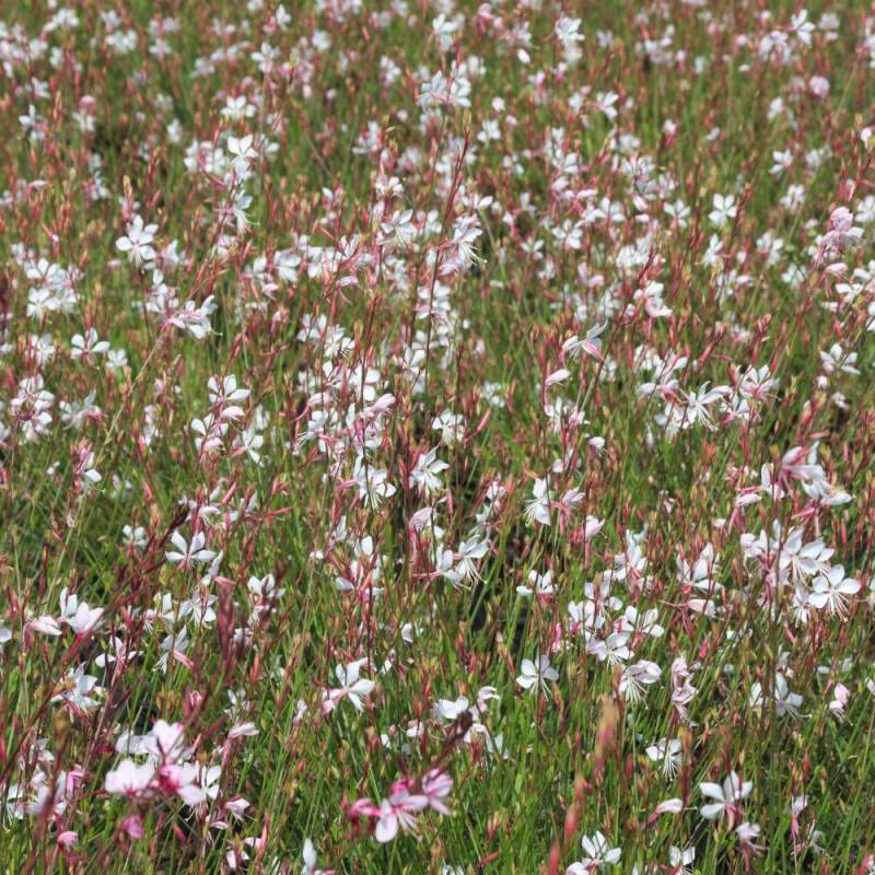 Gaura Whirling Butterflies à fleurs Blanche/ - feuillage Caduc - Pot de 3L - 20/40 cm - Imagen 6