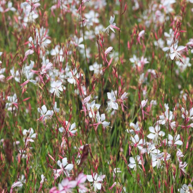Gaura Whirling Butterflies à fleurs Blanche/ - feuillage Caduc - Pot de 3L - 20/40 cm - Imagen 5
