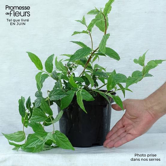 Deutzia hybride Mont Rose - Deutzie Pot de 2L/3L - Image 2