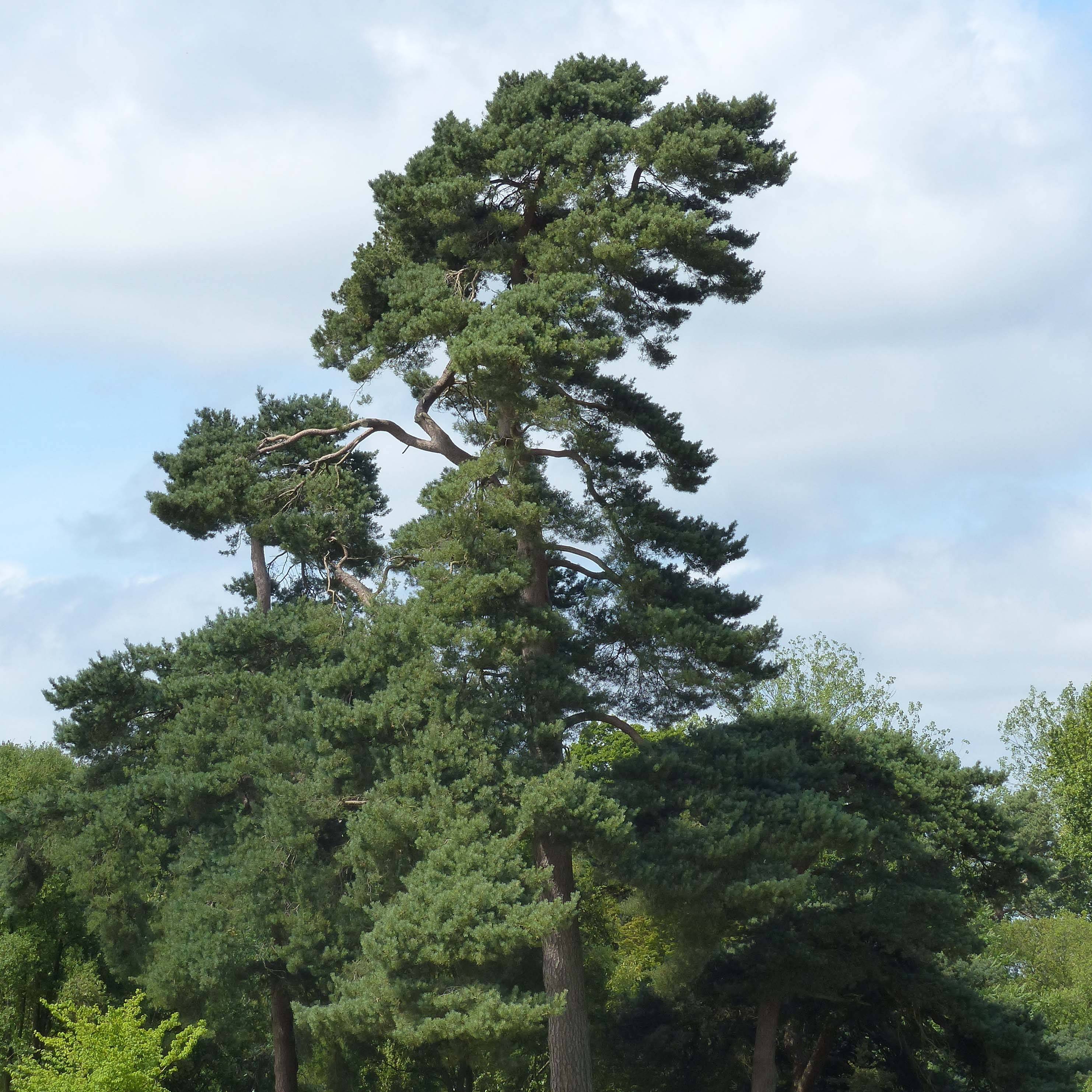 Pin sylvestre - Pinus sylvestris Pot de 2L/3L