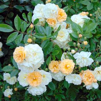 Rosier ancien Ghislaine de Féligonde Pot de 4L/5L