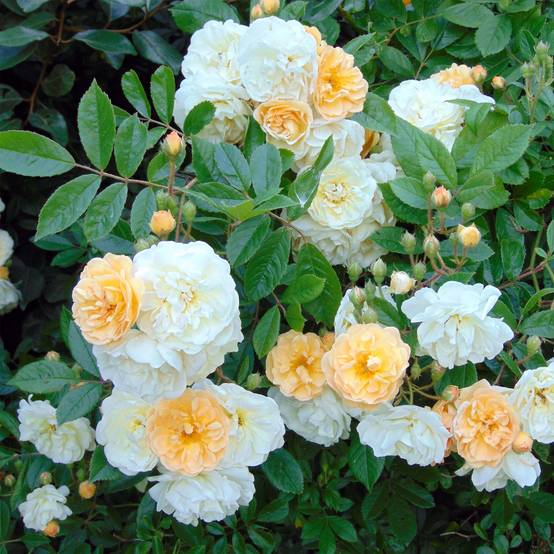 Rosier ancien Ghislaine de Féligonde Pot de 4L/5L